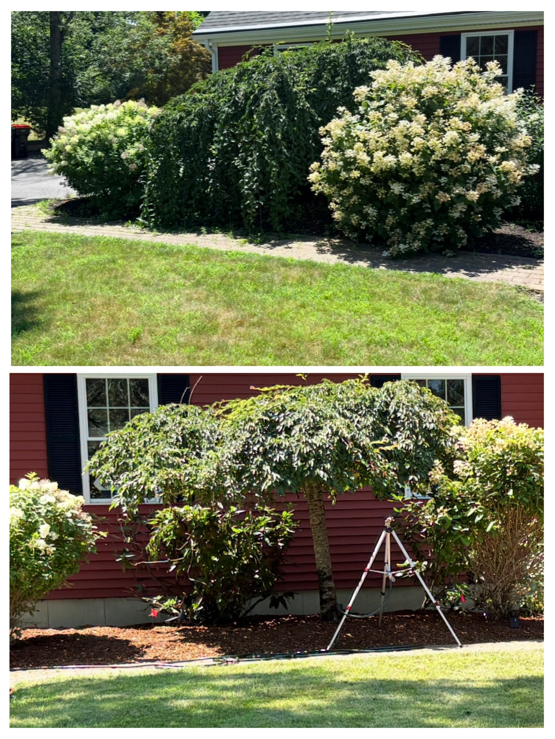 Before and after shrub and bush trimming project completed by South Shore Lawn Pros